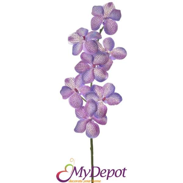 Клонка орхидея, лила