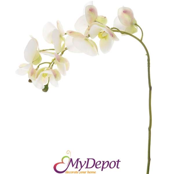 Клонка орходея с 9 цвята, бяла, 70 см