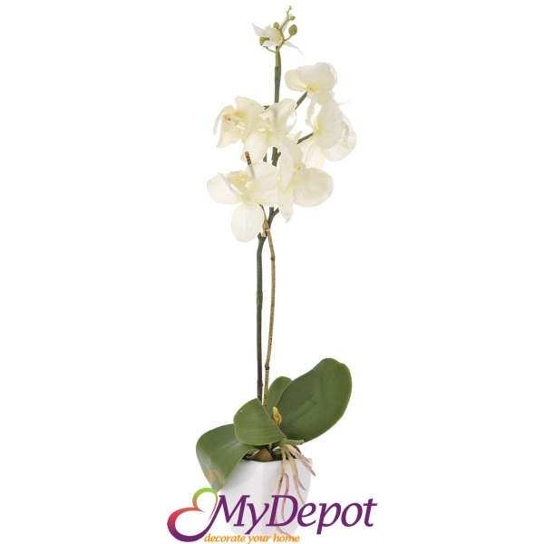 Орхидея в саксия, 50 см, крем