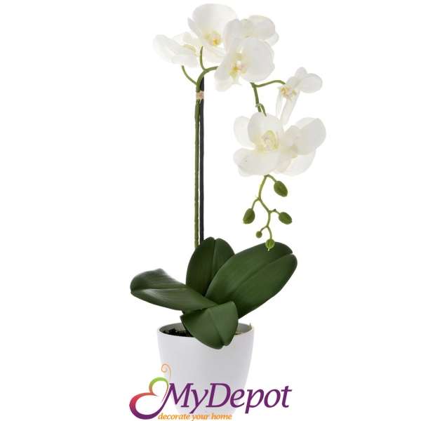 Орхидея бяла в саксия