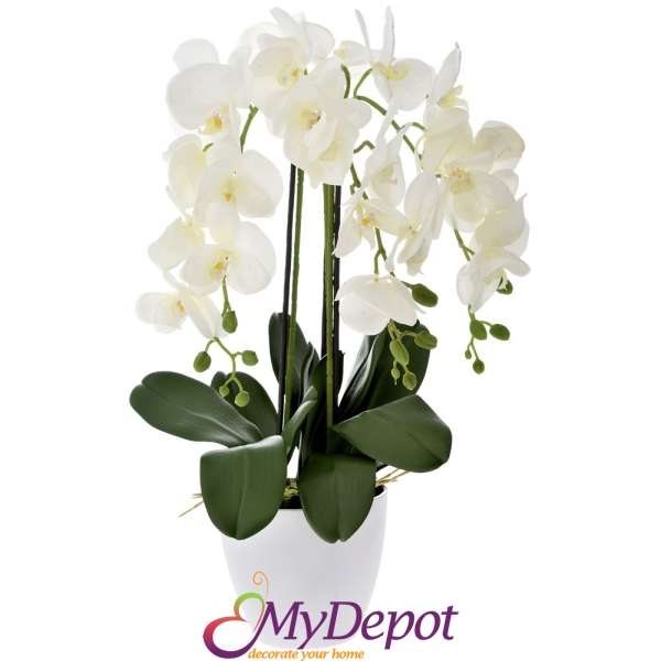 Орхидея бяла в скаксия